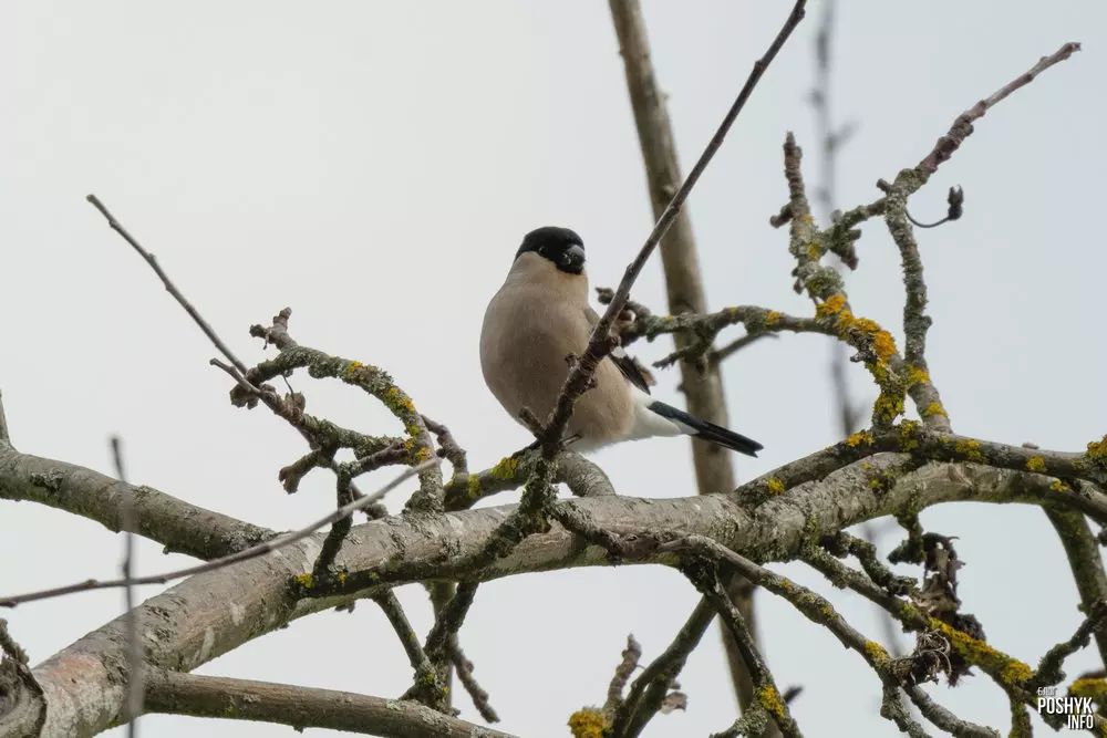 Як вылядзіць самка снегиря?