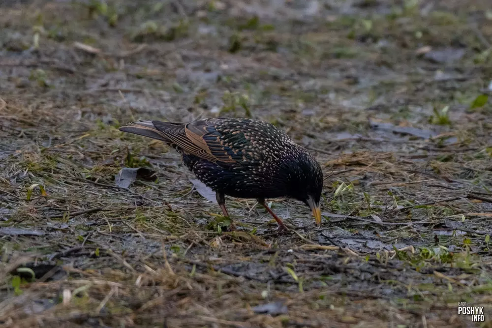 Як выглядае Шпак?