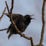 Скворец обыкновенный – описание и особенности Как выглядит скворец обыкновенный (Sturnus vulgaris)?