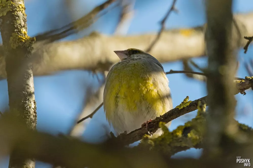 Фота зелянушкі