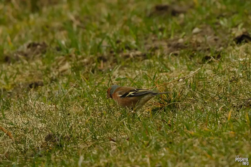 Што за птушка Берасцянка? Што за птушка Берасцянка?