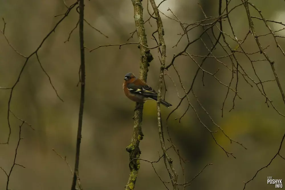 Берасцянка як выглядае самец? Берасцянка як выглядае самец?