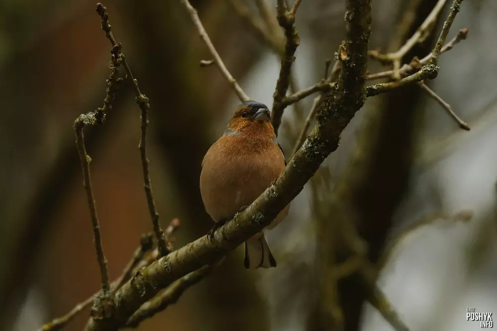Берасцянка - самец Берасцянка - самец