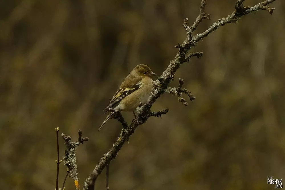 Зяблік самка фота