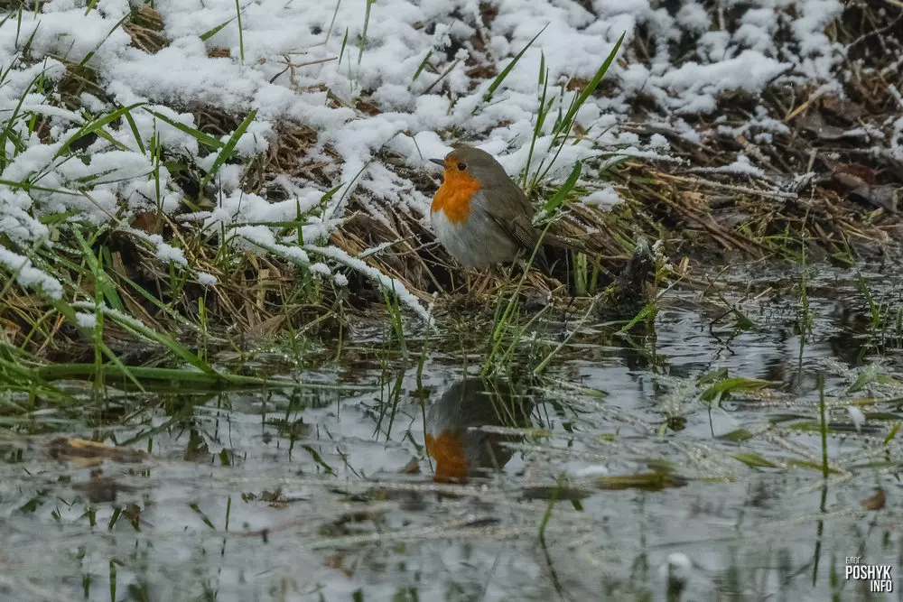 Заранка птушка фота
