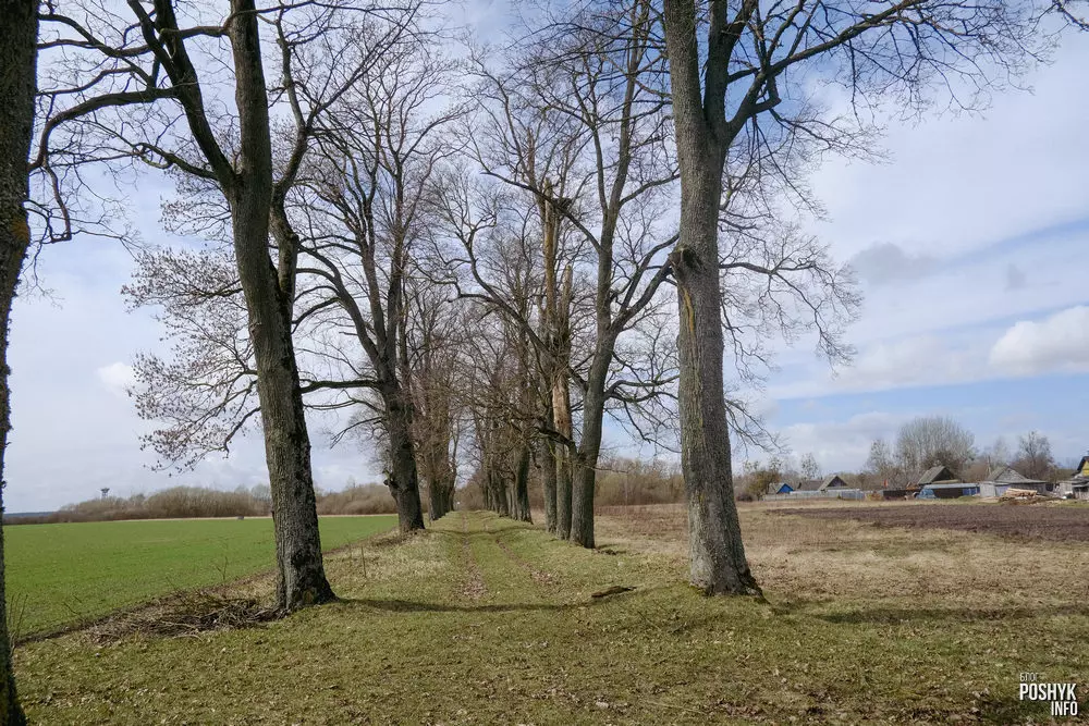 Мількаўшчына Алея Паўлоскіх у Мількаўшчыне