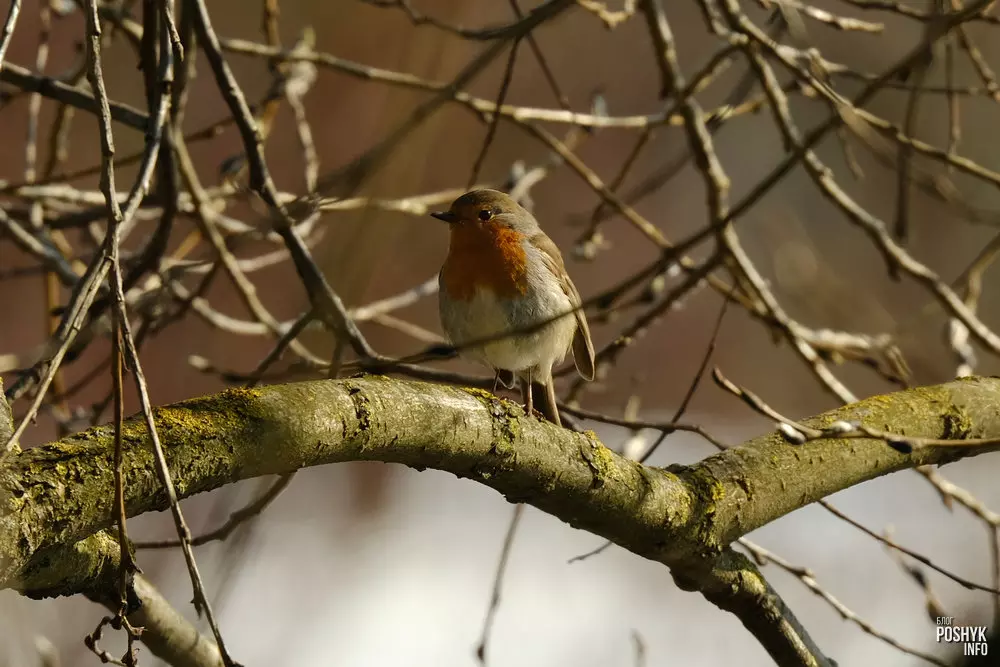 Птушка Малінаўка