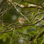 Зарянка (Малиновка) – как выглядит эта птичка? Зарянка (Малиновка) - как выглядит эта птичка?