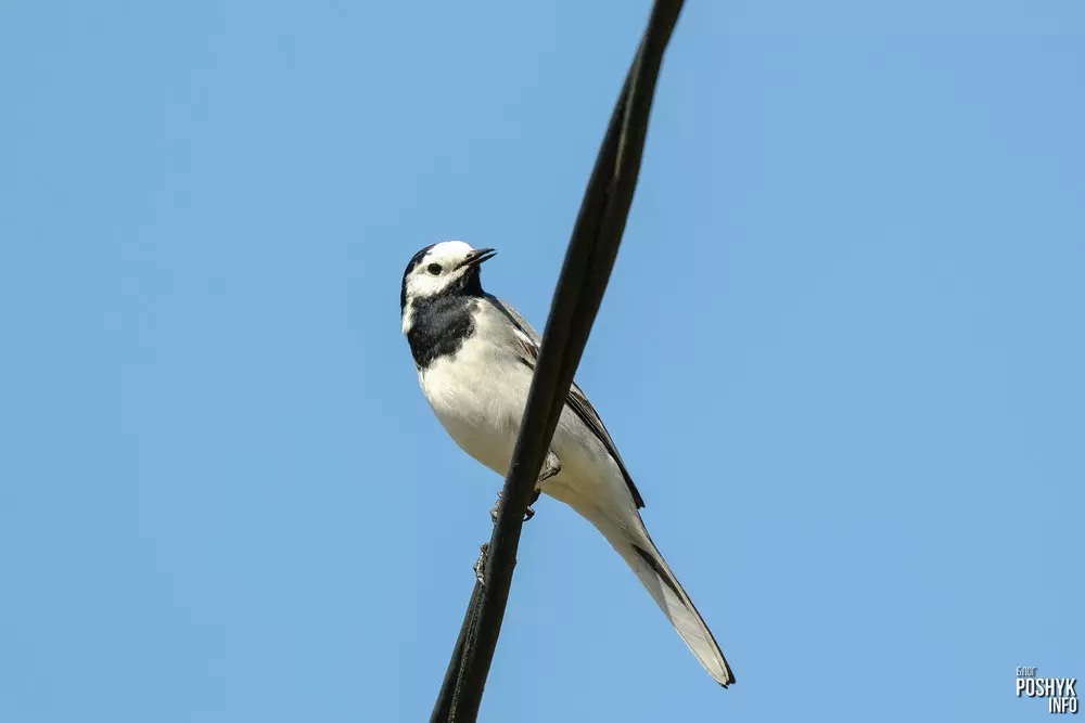 White wagtail bird