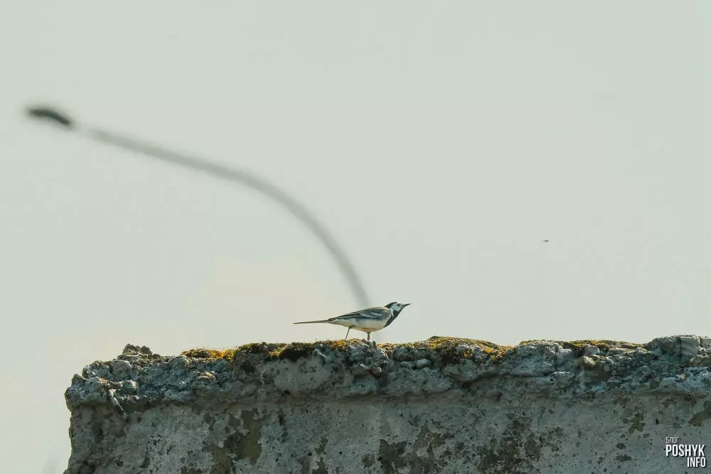 Птушка Белая сітаўка