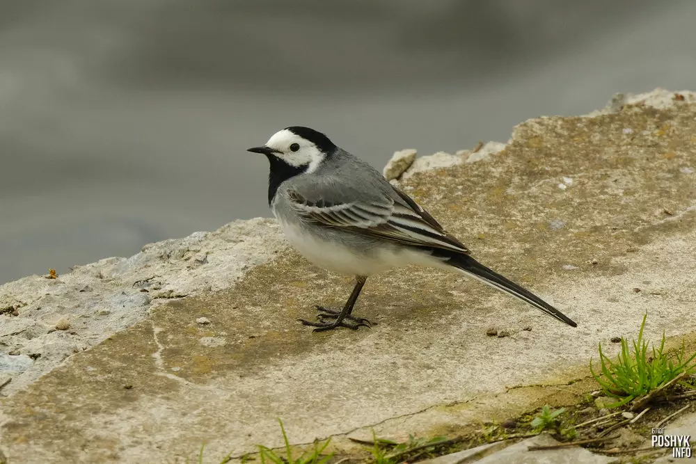 Як выглядае Белая пліска