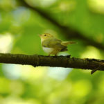 Пеночка-трещотка (Phylloscopus sibilatrix) – как выглядит? Пеночка-трещотка (Phylloscopus sibilatrix) - как выглядит?