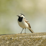 Белая трясогузка – как выглядит эта птица? Белая трясогузка (Motacilla alba) - как выглядит эта птица?
