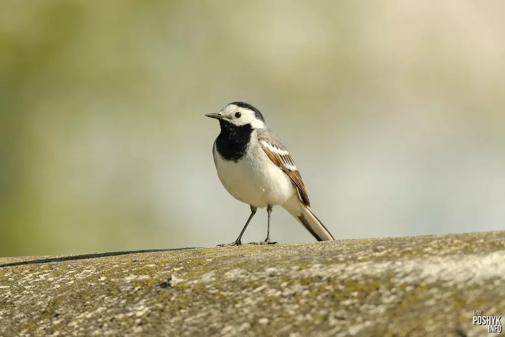 Птушка Белая Трасагузка