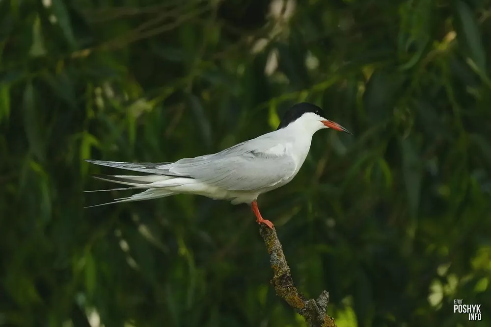 Як выглядае рачная крачка?