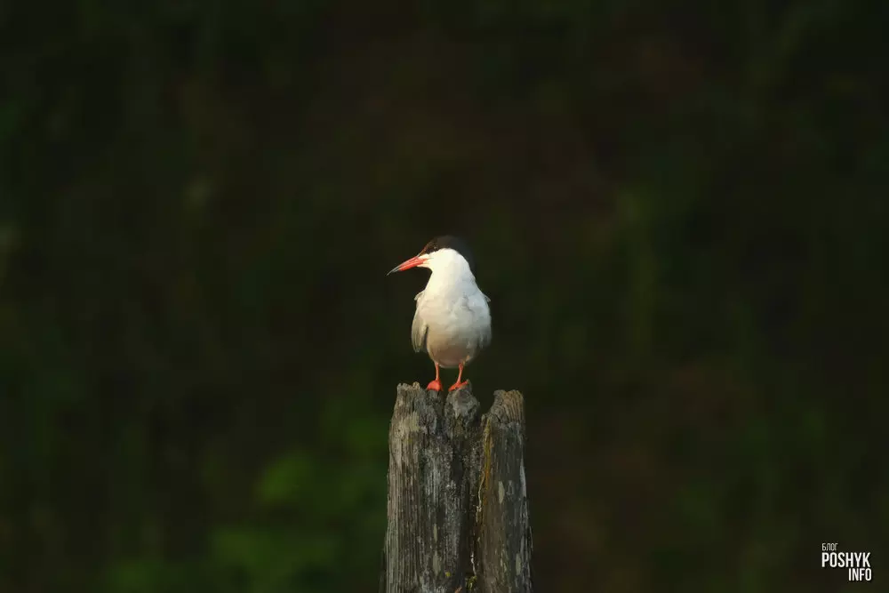 Рачная крычка - што гэта за птушка?