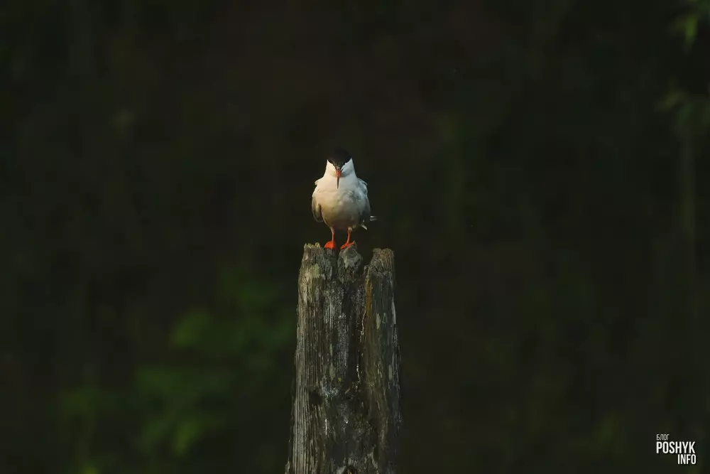 Птушкі Беларусі - Крычка рачная