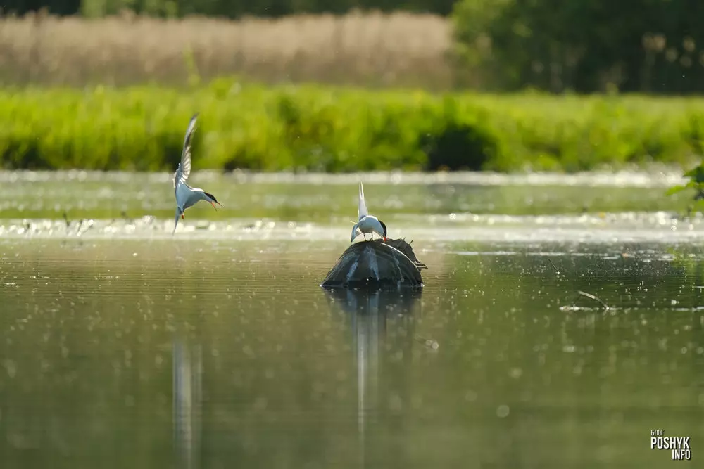 Рачная крачка фатаграфія