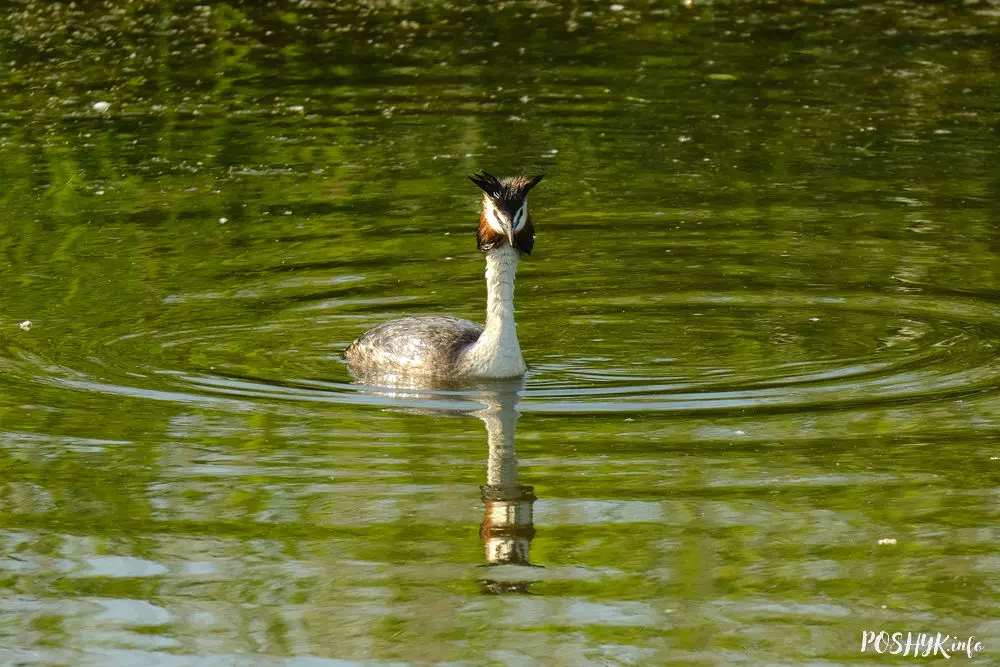 Коўра вялікая ці Паганка – апісанне і фота Як выглядае птушка Чомга?