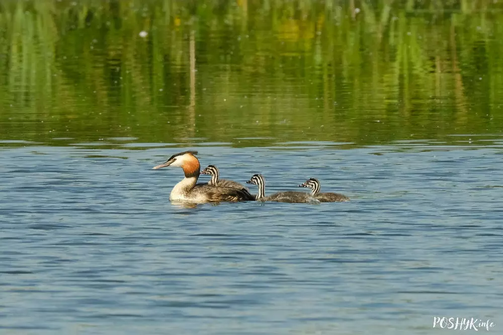 Чомга з птушанятамі