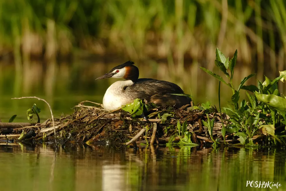 Птушка Чомга апісанне і фота