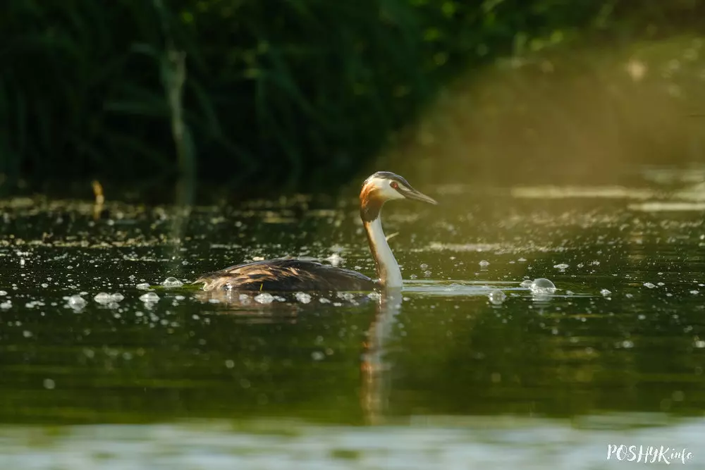 Што за птушка Паганка?