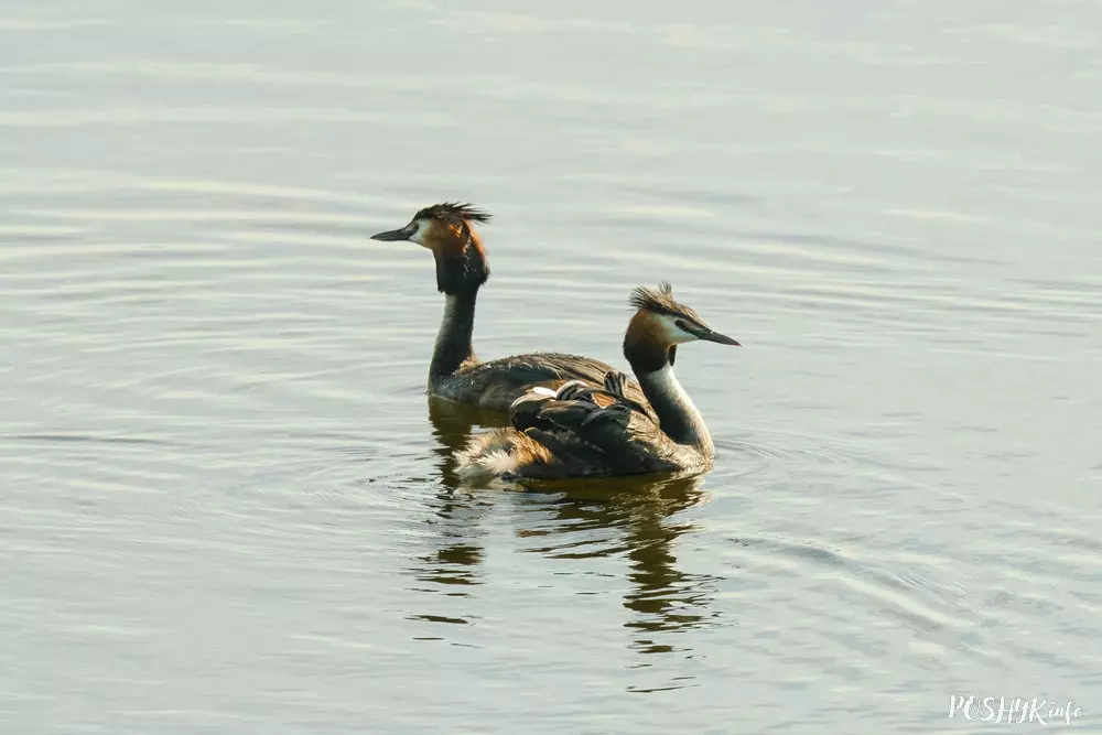 Птушка Коўра (Чомга)
