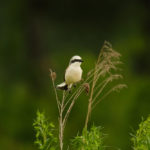 Как выглядит птица Жулан