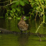 Как выглядит Хохлатая чернеть? Хохлатая чернеть (Нырок чубаты, Aythya fuligula) - описание