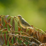 Птицы Беларуси - Пеночка-теньковка