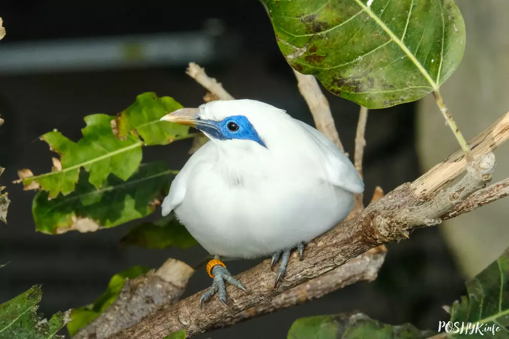 Leucopsar rothschildi