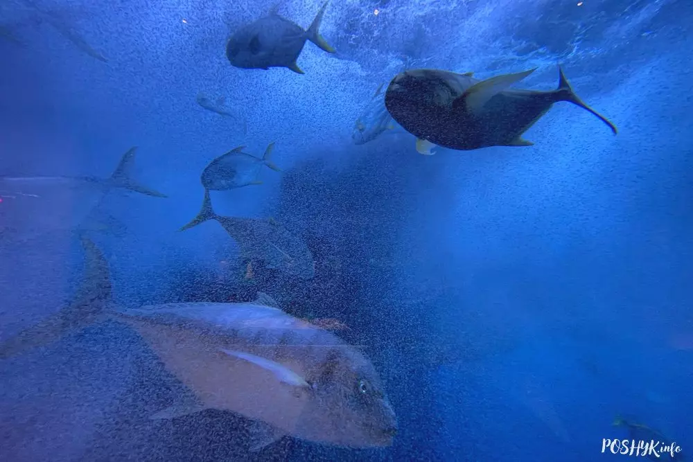 Aquarium and zoo in Dubai Mall