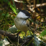 Птица Черноголовая гаичка – описание и фото Черноголовая гаичка фото и описание