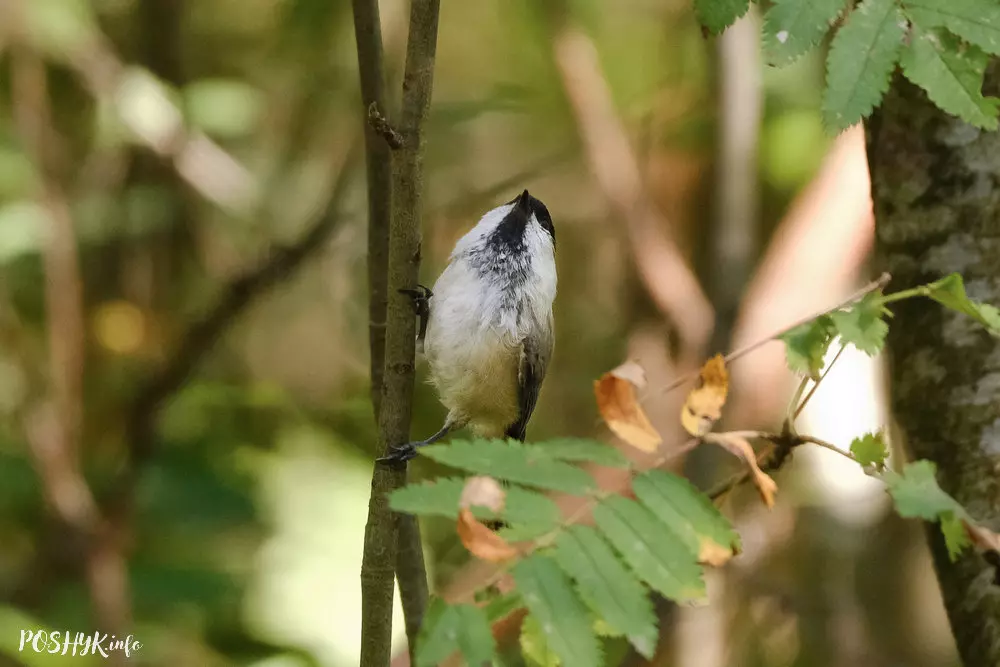Сівая сініца Як выглядае сівая сініца