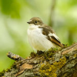 Мухоловка-пеструшка как выглядит птица? Птица Мухоловка-пеструшка