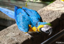 The Green Planet Dubai: A Unique Indoor Zoo with Exotic Animals