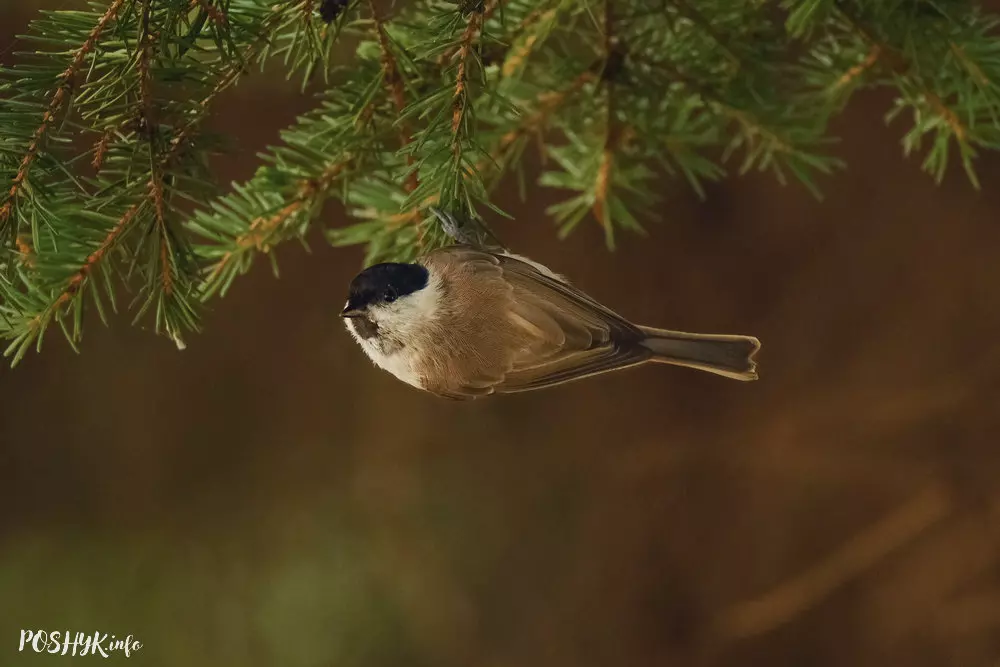 Птушка Чарнагаловая гаічка