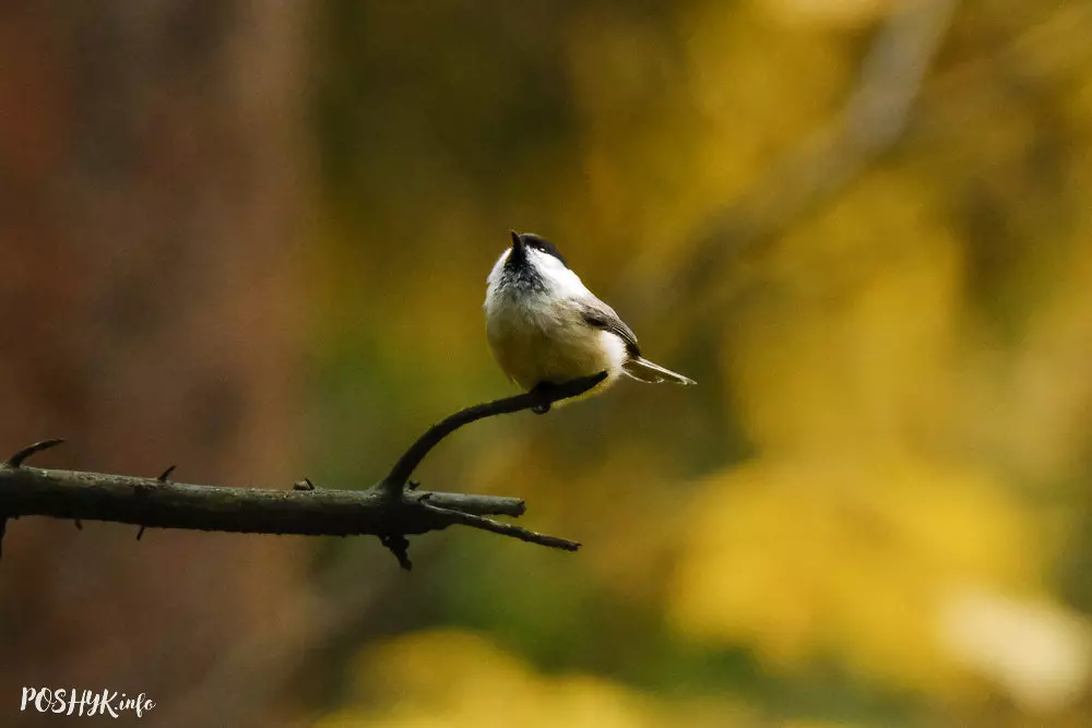 Птушка Сівая сініца