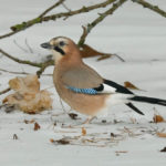 Как выглядит птица сойка обыкновенная? Как выглядит птица сойка обыкновенная (Garrulus glandarius)?