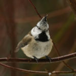 Хохлатая (Чубатая) синица – как выглядит, описание, фото Чубатая сініца фота