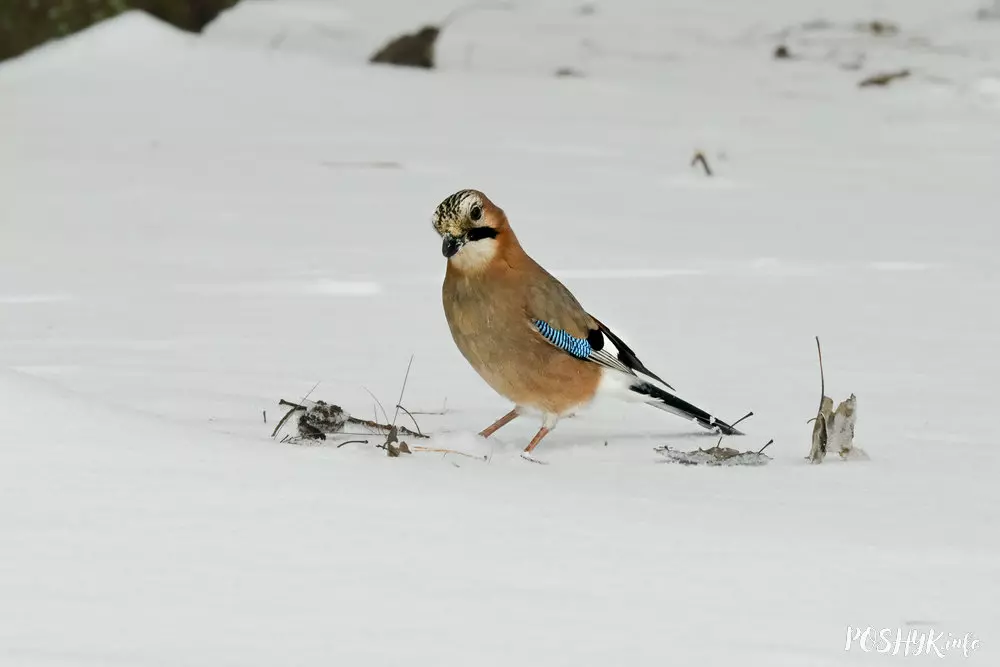 Птушкі Беларусі