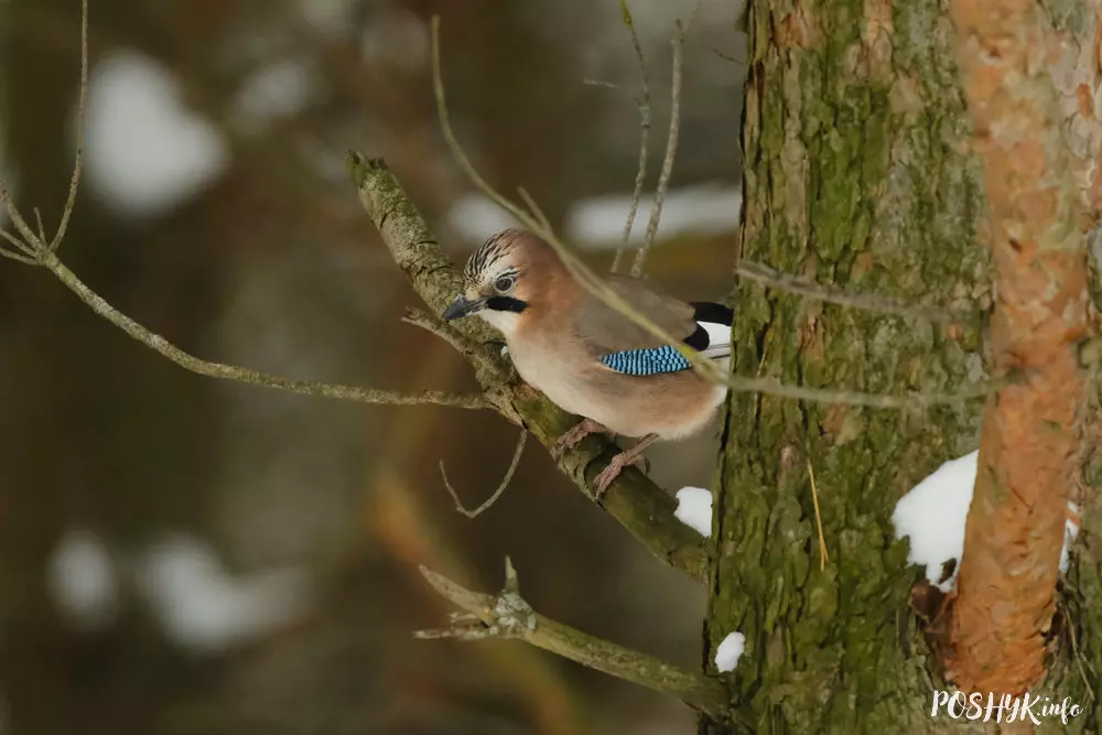 Прыгожыя птушкі Беларусі - сойка звычайная