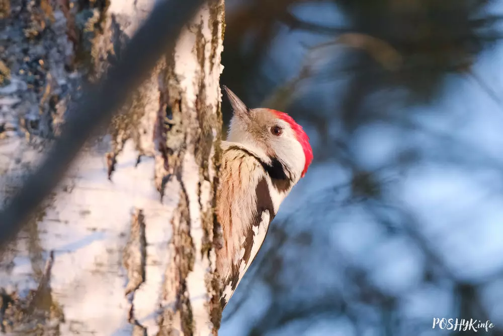 Як выглядае сярэдні дзяцел? Як выглядае сярэдні дзяцел?