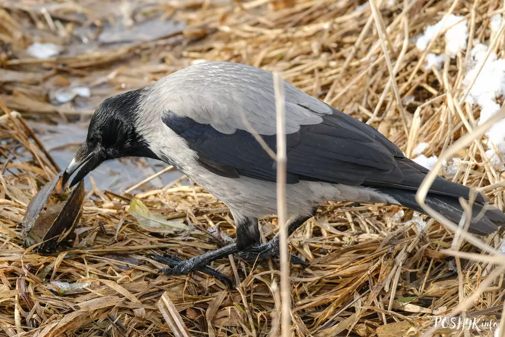 Птушка шэрая варона