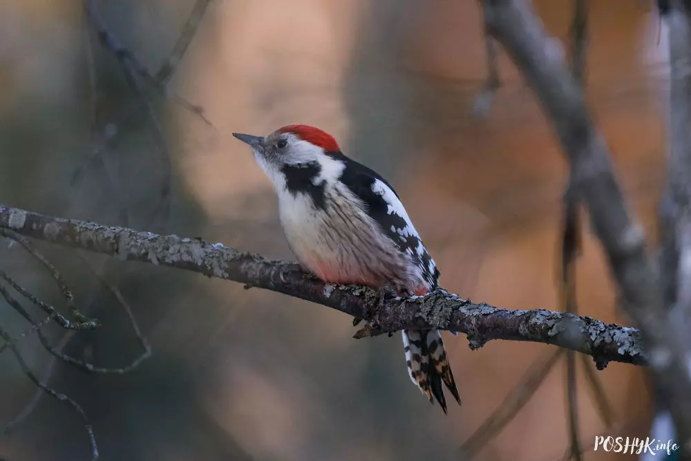 Птушкі Беларусі: Сярэдні дзяцел Сярэдні дзяцел (Dendrocopos medius)