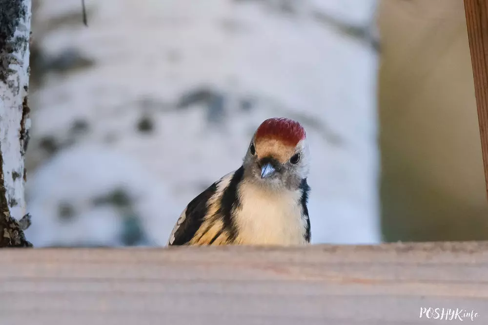 Сярэдні дзяцел (Dendrocopos medius) Сярэдні дзяцел (Dendrocopos medius)