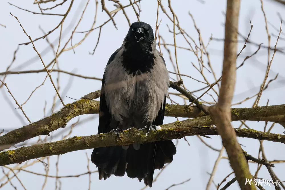Шэрая варона фота