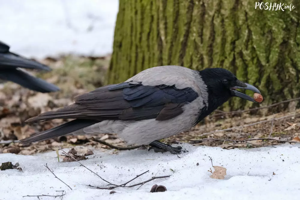 Шэрая варона фота
