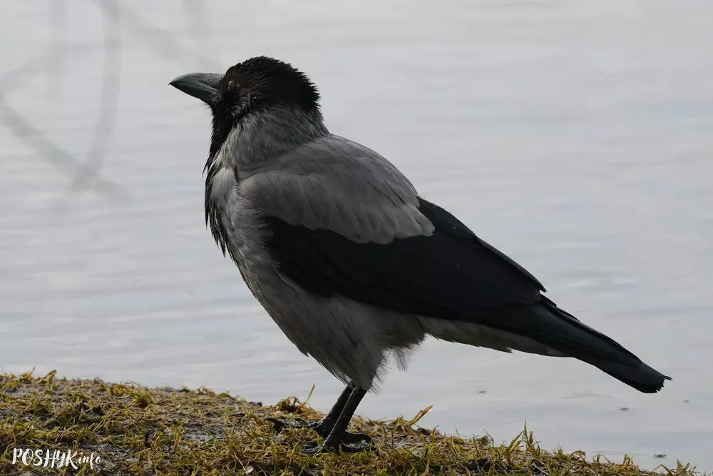 Як выглядае шэрая варона