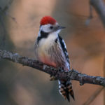 Дятел средний (Dendrocopos medius) – описание и фото Дятел средний (Dendrocopos medius) - описание и фото